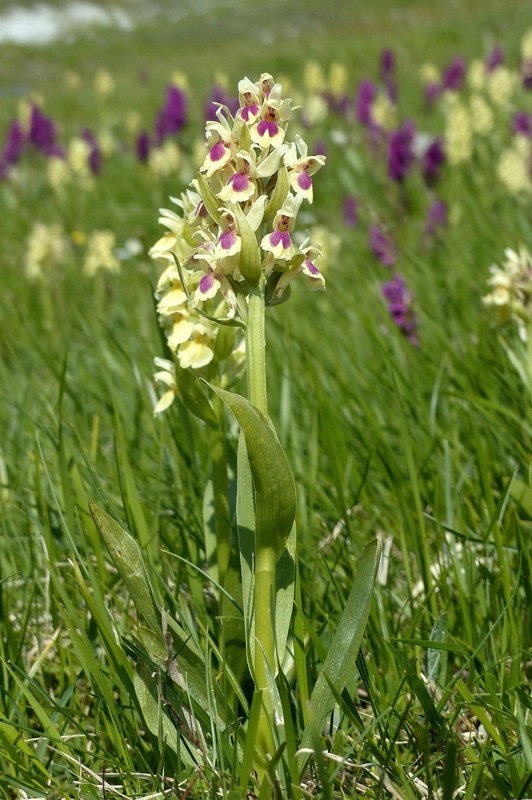 Dactylorhiza sambucina f. chusae  Parco Nazionale del Gran Sasso  giugno 2023.